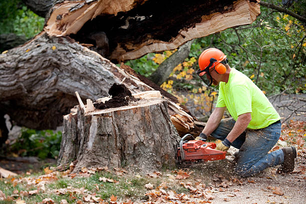 How Our Tree Care Process Works  in  Tomball, TX